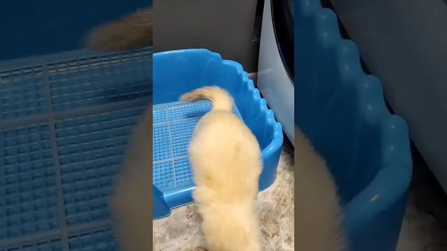На кого больше похож Харёк смотреть онлайн