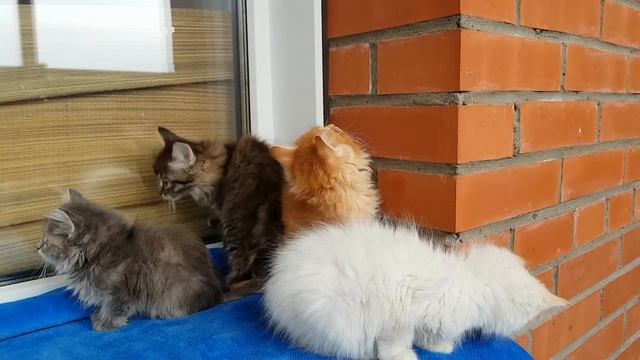 Сибирские котята(пушистые красавцы), Siberian kittens смотреть онлайн