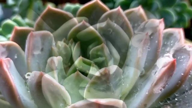 62/100 Graptoveria Marpin Succulent | Pretty in Pink • Hybrid of Graptopetalum & Echeveria смотреть онлайн