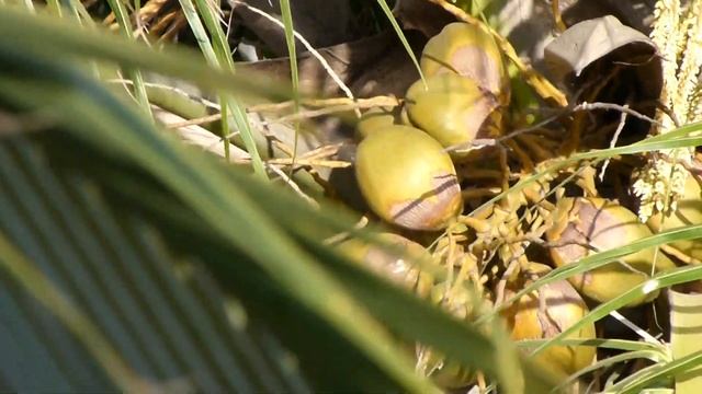 Panasonic Lumix DMC FZ100 смотреть онлайн