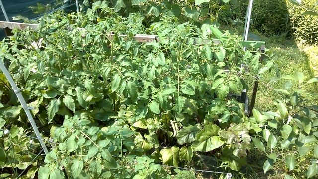 Огород на нашей даче (начало июля 2017)