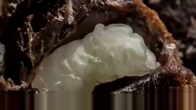 Как рождаются пчелы смотреть онлайн