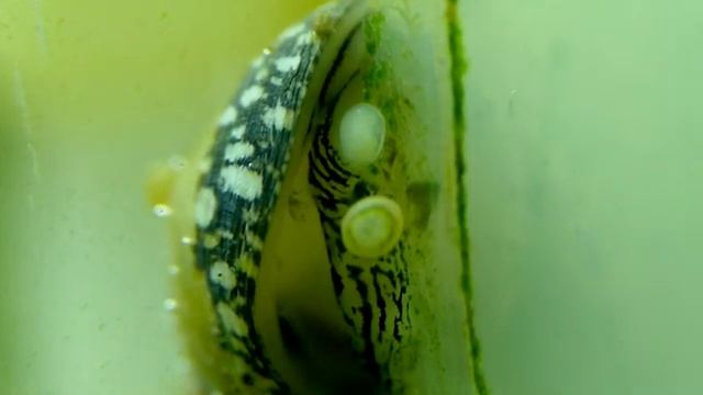 Теодоксус размножение в аквариуме.Theodoxus reproduction смотреть онлайн