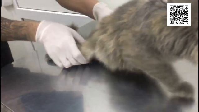 Марли. Подарить шанс на жизнь/Urgent need for surgery смотреть онлайн