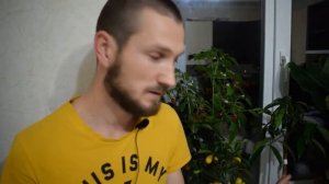 Зимовка цитрусовых в квартире. Как организовать зимовку для цитруса