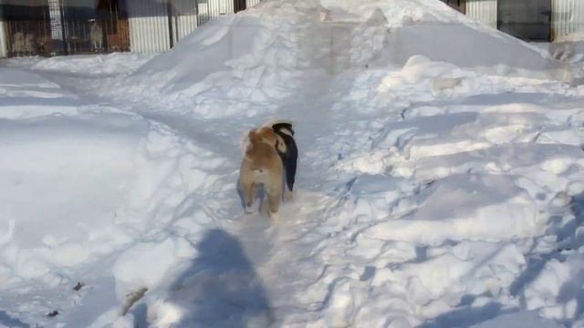 Алабаи помет Ж питомника ТИМЕРТАШ - февраль 2016 смотреть онлайн