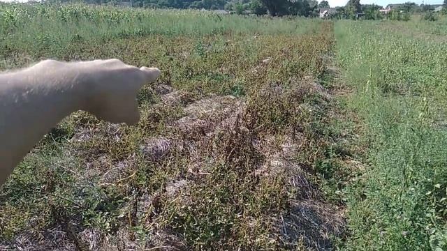 Кукуруза на сидерати смотреть онлайн