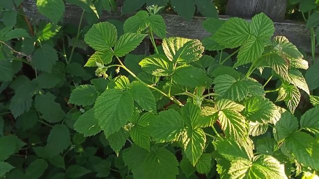 Декоративные/плодовые деревья/кустарники в моём саду смотреть онлайн