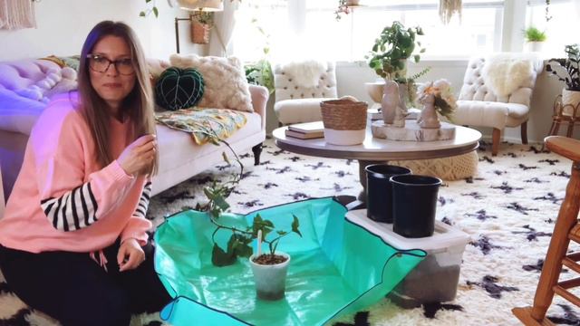 My Syngonium Plants Need Help!!!! | Fixing Root-bound Plants | Redesigning The Pink Trellis | Repot