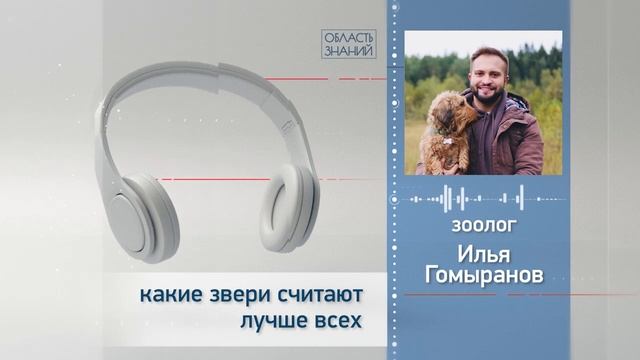 Какие звери считают лучше всех? Лекции зоолога Ильи Гомыранова смотреть онлайн
