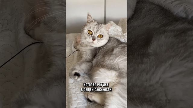 Кошки-рекордсмены, которые попали в Книгу рекордов Гиннесса #коты #кот #кошка смотреть онлайн