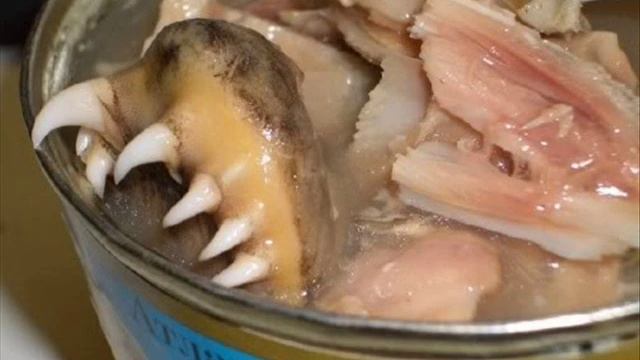 Joopqase - Shark Fin Soup