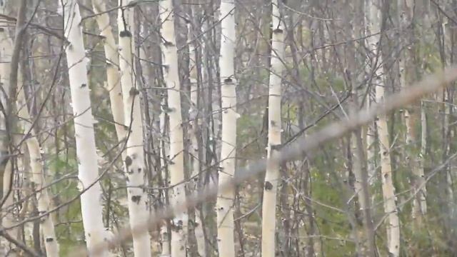 весенняя охота запрещена , копылуха смотреть онлайн