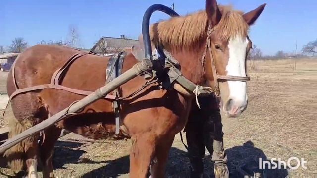 ЛОШАДИ/МОЛОДАЯ КОБЫЛКА ЗАБАВА ПЕРВЫЙ РАЗ В ТЕЛЕГЕ/horses/young filly first time in the cart смотреть онлайн