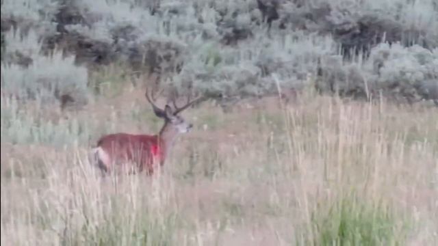 Pavano for a Dead Fawn - Barry Harden смотреть онлайн