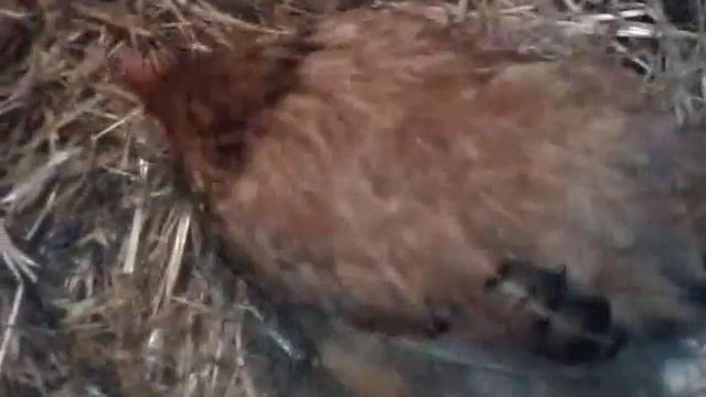 Петух смотреть онлайн