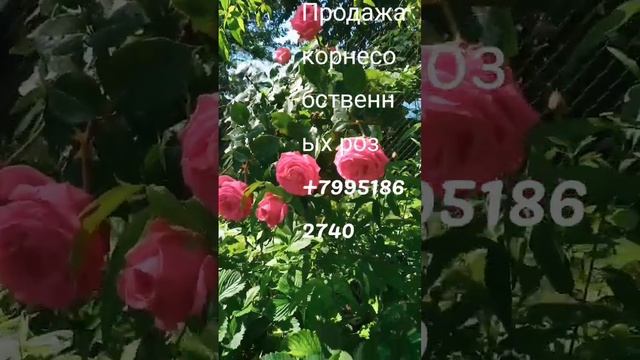 Роза на видео "Огюст ренуар" смотреть онлайн