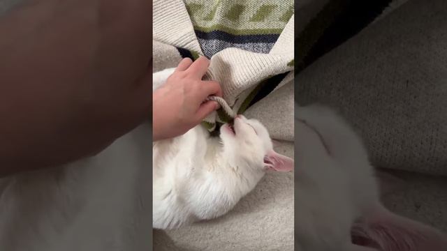 Заигрался смотреть онлайн