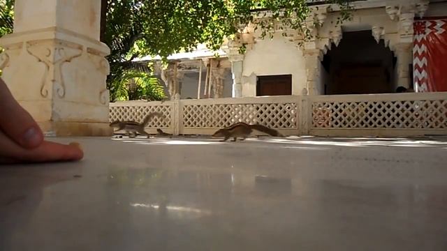 Белка ест арахис, Удайпур смотреть онлайн