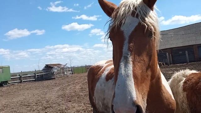кобылы в танго не дождутся Дон Жуана? смотреть онлайн