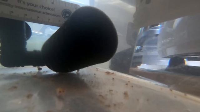 Петушки 2 мес. Выращивание малька. Отчет. смотреть онлайн