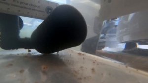 Петушки 2 мес. Выращивание малька. Отчет.