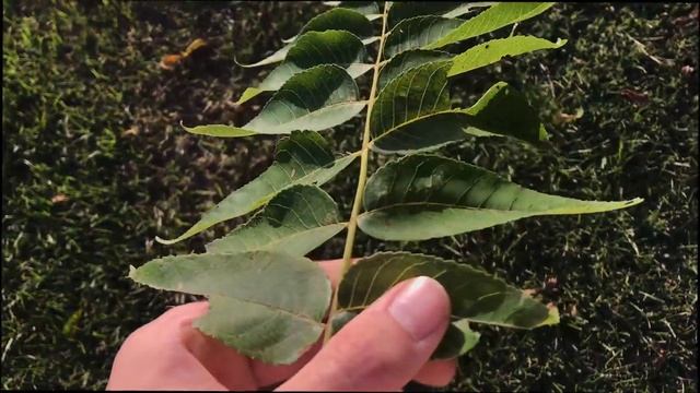 Tree of Heaven vs Walnuts & Sumacs (How to Identify) смотреть онлайн