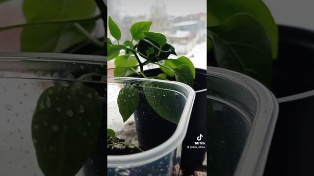 Острый перец, рассадные дела