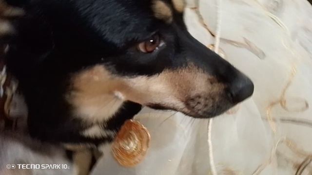 Моя собака плюшка жившая штора смотреть онлайн