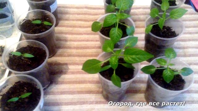 Уход за рассадой перца.mp4 смотреть онлайн