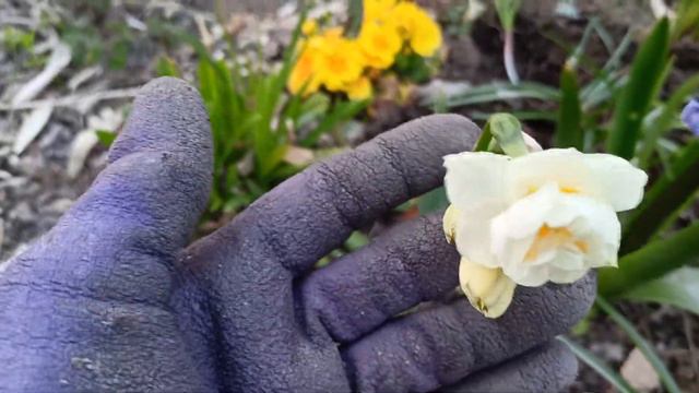 Las primeras flores en mí jardín de casa. смотреть онлайн