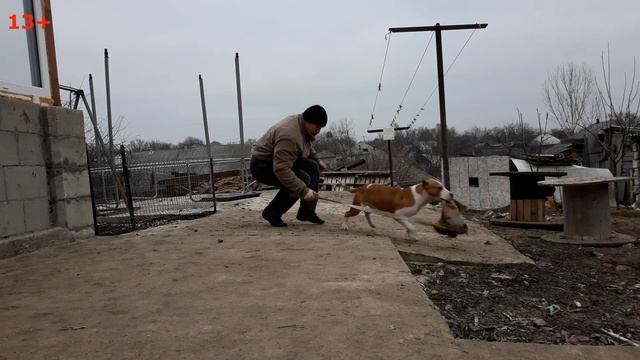 Спортивная собака Амстафф, как научить собаку висеть и трепать снаряд. смотреть онлайн