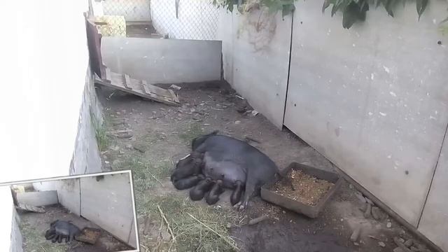 Новорожденные вьетнамские поросята, первые дни, часть 1. смотреть онлайн