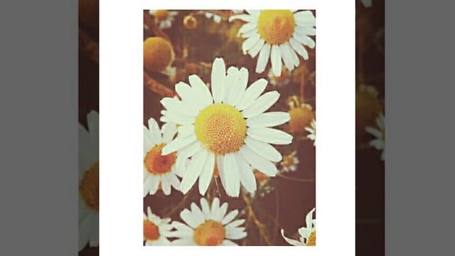 #pink #flowers #green #plants #outdoors #pretty