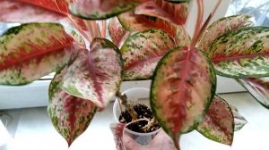 Две новеньких аглаонемки и укоренение во мху.