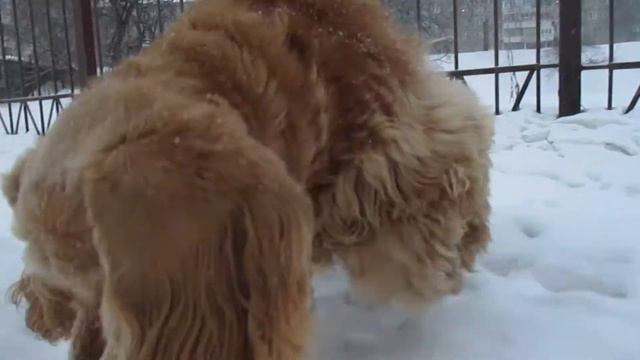 Ляля не пропускает собаку. #кокерляля #dog смотреть онлайн