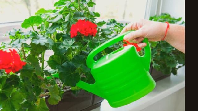 КОПЕЕЧНАЯ ПОДКОРМКА В КОНЦЕ ЗИМЫ,ДЛЯ ДОЛГОГО И БЕШЕНОГО ЦВЕТЕНИЯ КОМНАТНЫХ ЦВЕТОВ.КАСТОРОВОЕ МАСЛО смотреть онлайн