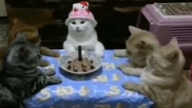 Это видео только для джедаев смотреть онлайн