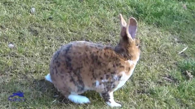 Кролики Рексы гепардового окраса Дания смотреть онлайн