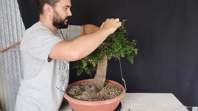 Mora Una Nueva Poda (Morus alba) смотреть онлайн