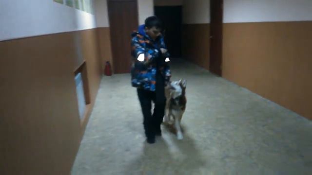 Хаски то же умеют быть послушными.