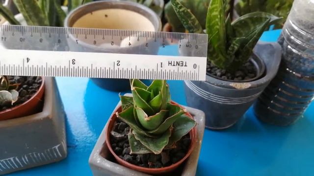 Sansevieria Hybrid  Tower. Pokok Mini