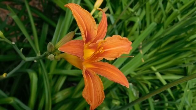 Tiger lily (Lilium lancifolium) is an herbaceous perennial leaves and long stalks yielding colorful смотреть онлайн