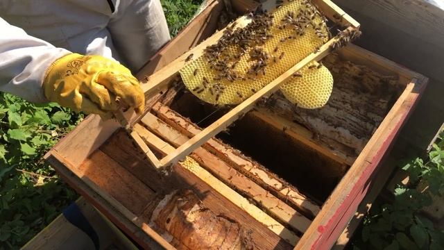 Путь роя пчел из ловушки в лесу на дереве в улей на пасеку смотреть онлайн