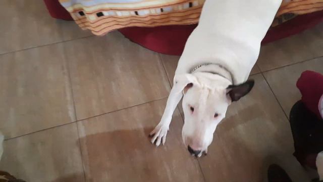 у Этуаль новое место,перенесли диванчик, Бультерьер из Крыма, звезда Ютуба смотреть онлайн