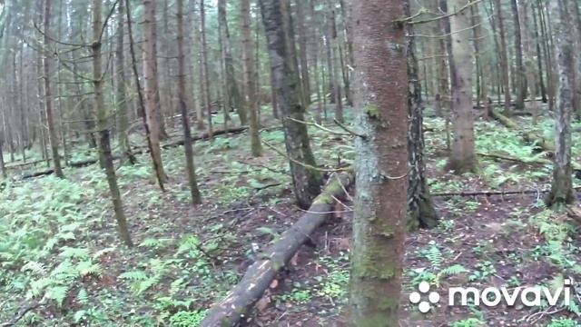 Прогулка по лесу с косулями, неожиданный сбор грибов, ( лисички, белый гриб ) смотреть онлайн