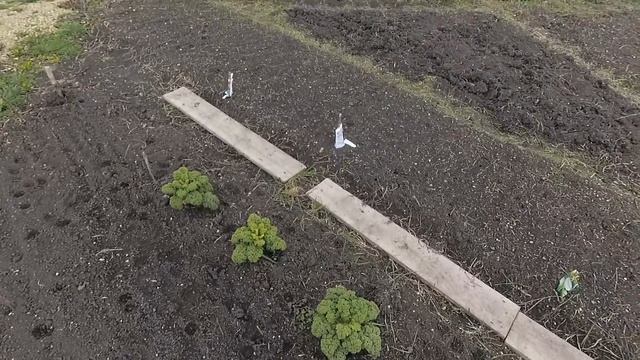 Основательные грядки в теплице. Капуста всесезонка Кейл смотреть онлайн