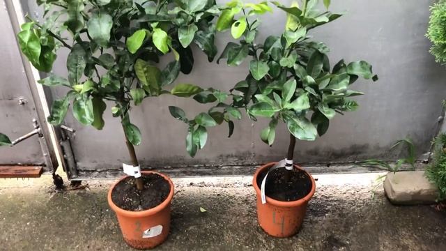 Мелароза ?? \ C.limon 