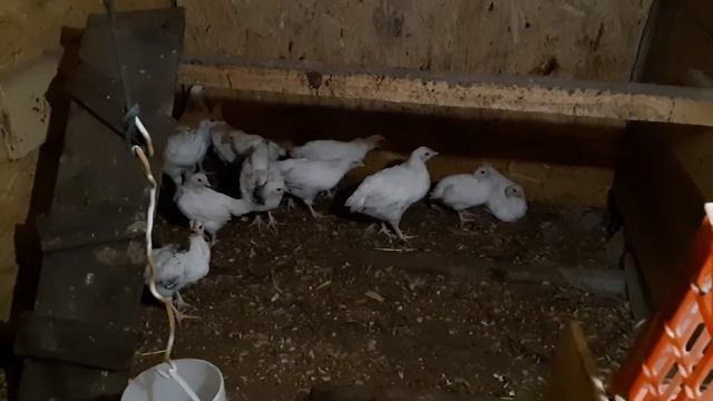 Курица бросила цыплят. Ну, да ладно! смотреть онлайн