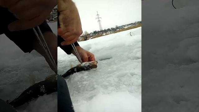 Ловля щуки на жерлицу зимой смотреть онлайн